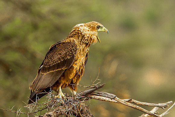Eagle - Tawny
