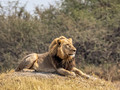 Africa
