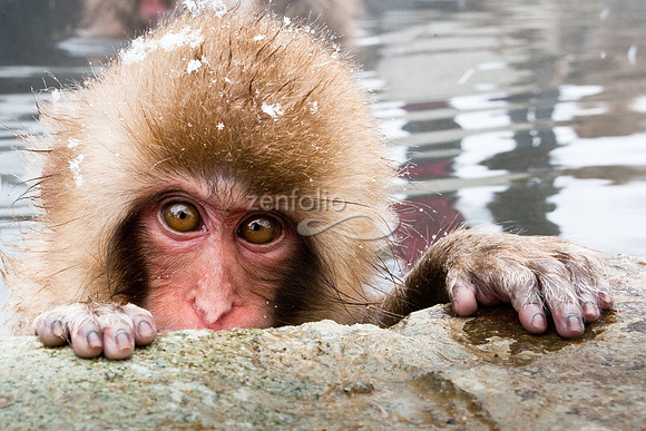 Japanese Macaque