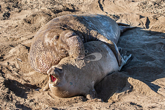 Mating Pair Of Northern Elephant Seals
