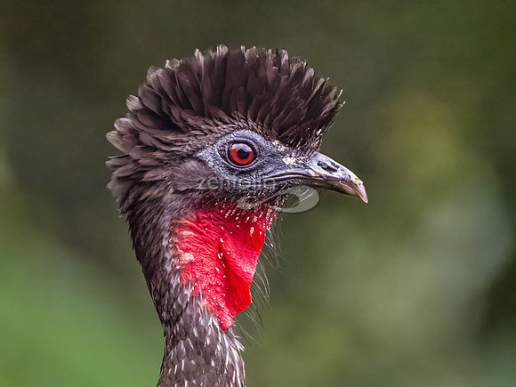 Crested Guan