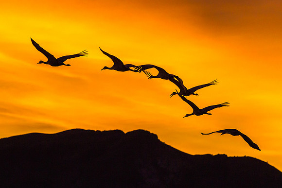 Sandhill Crane Silhouette