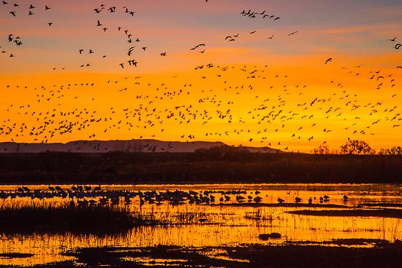 Bosque Sunrise