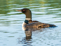 Common Loon