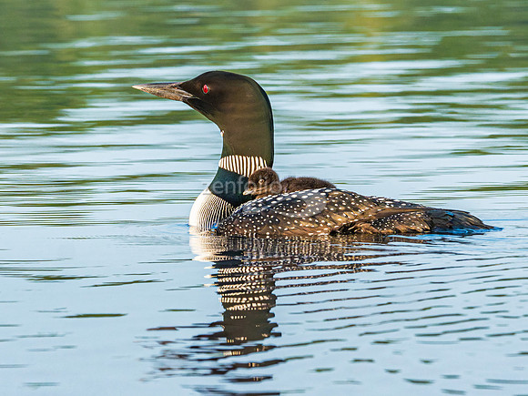 Common Loon