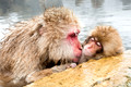 Japan Wildlife