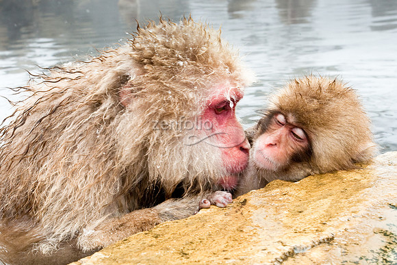 Japanese Macaque
