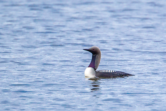 Pacific Loon