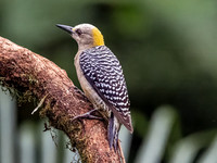 Hoffmann's Woodpecker (F)