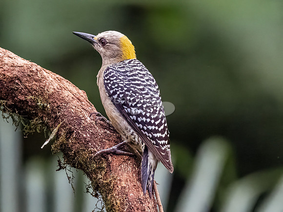 Hoffmann's Woodpecker (F)