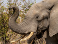 Africa