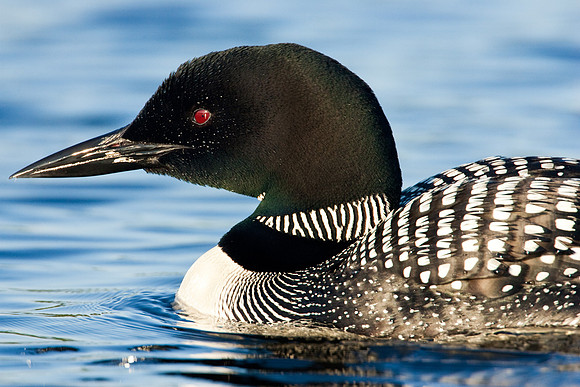 Common Loon