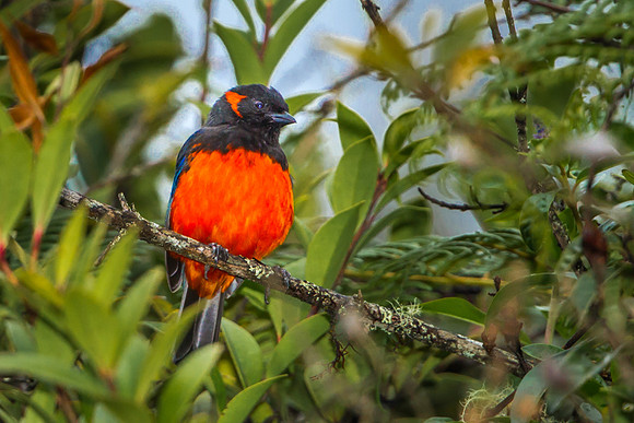 Scarlet Bellied Mountain Tanager