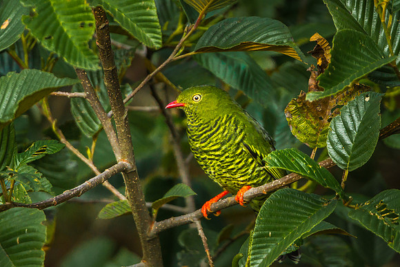 Barrred Fruiteater