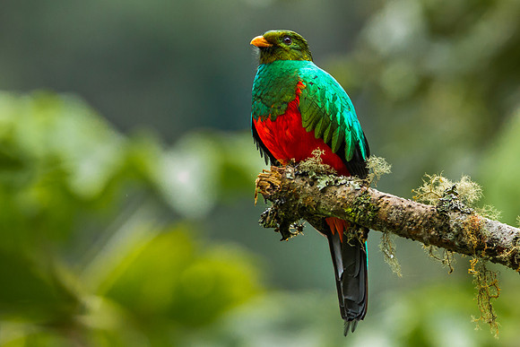 Golden Headed Quetzal