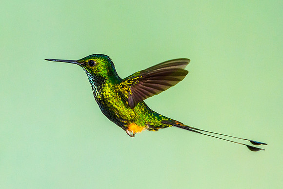 Booted Racket Tail