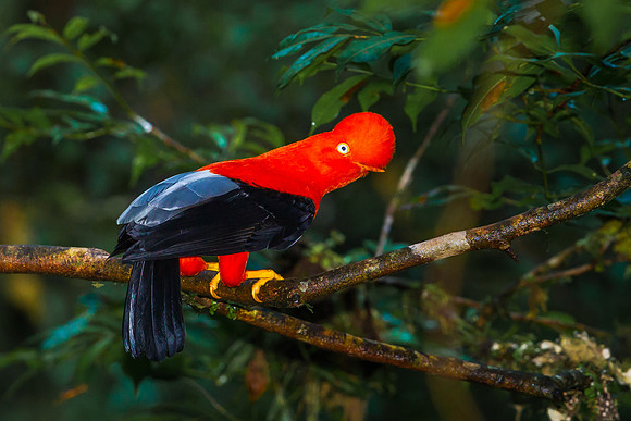 Andean Cock Of The Rock
