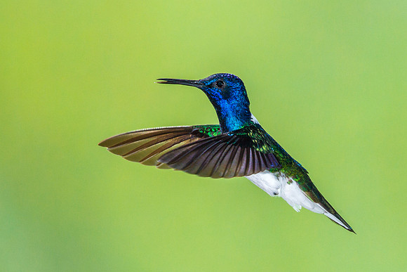 White Necked Jacobin