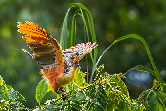 Hoatzin