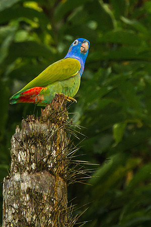 Blue Headed Parrot
