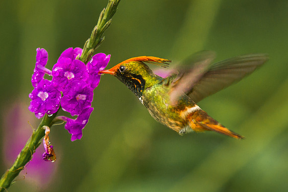Rufous Crested Coquette
