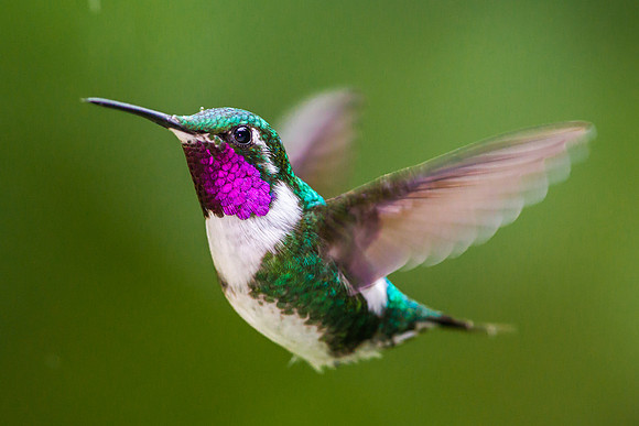 White Bellied Woodstar