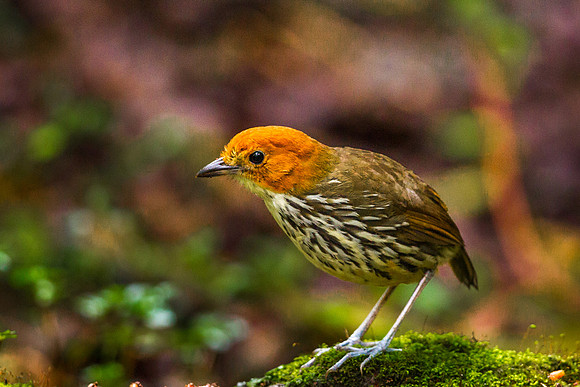Chestnut Crowned Antpitta