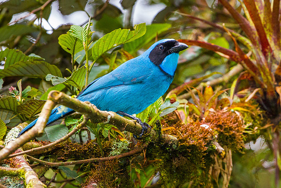 Turquoise Jay