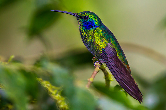 Sparkling Violetear