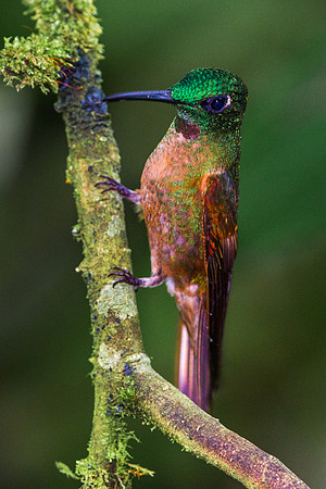 Fawn Breasted Brilliant