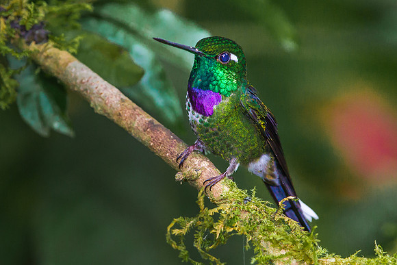 Tourmaline Sunangel