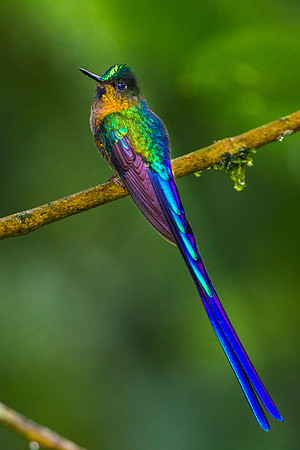 Violet Tailed Sylph