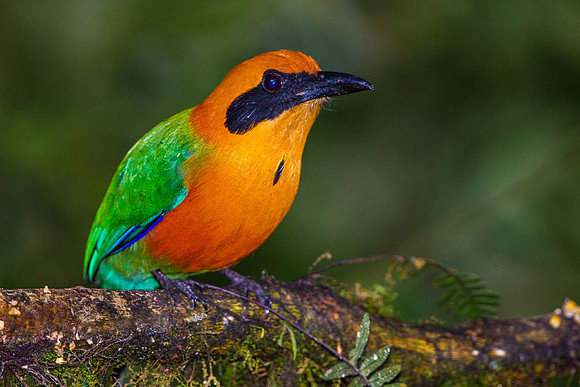 Rufous Motmot