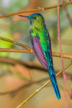Long Tailed Sylph