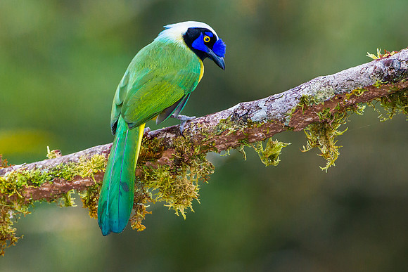 Green Jay