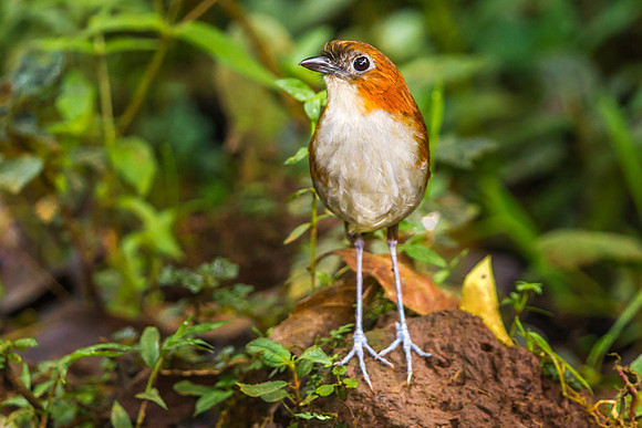 White Bellied Antpitta