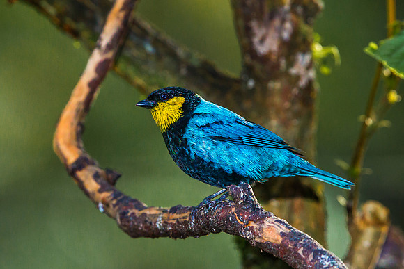 Silver Backed Tanager