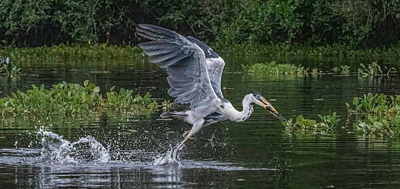 Cocoi Heron