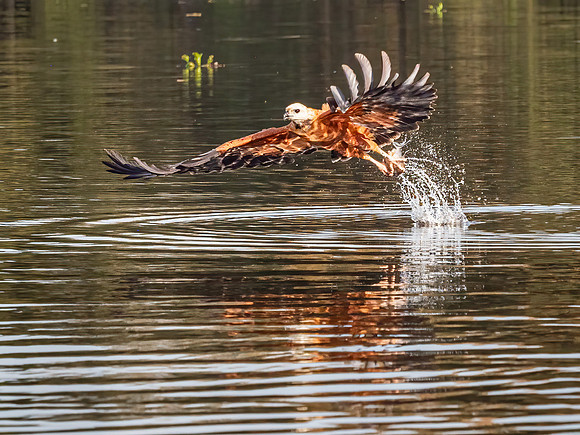 Black Collared Hawk
