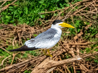 Large Billed Tern