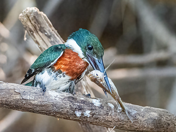Amazon Kingfisher
