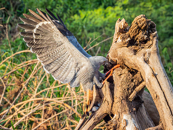 Crane Hawk