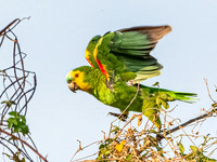 Turquoise Fronted Parrot