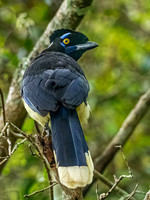 Plush Crested Jay