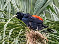 Red Rumped Cacique