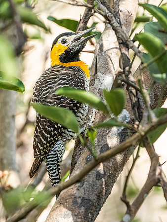 Campo Flicker