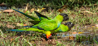 Nanday Parakeet