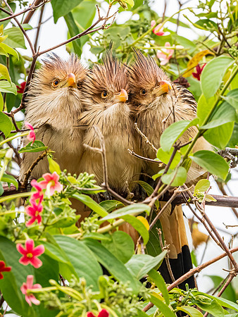 Guira Cuckoo