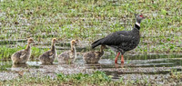 Southern Screamer