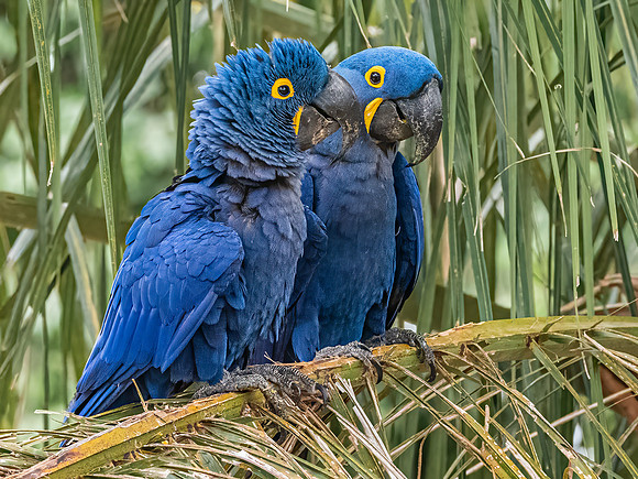 Hyacinth Macaw